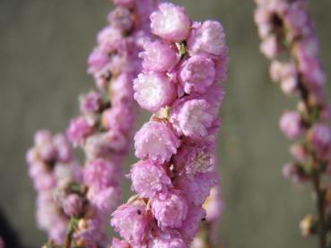 Sommerheide Annabel - Calluna vulgaris Annabel