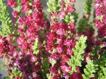 Calluna vulgaris Dark Beauty - Sommerheide Dark Beauty