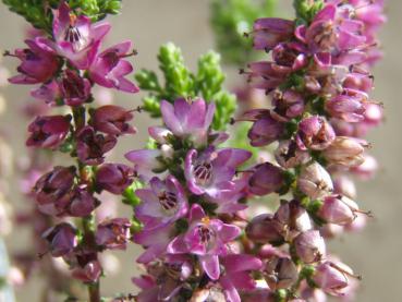 Sommerheide Naturform - Calluna vulgaris Naturform