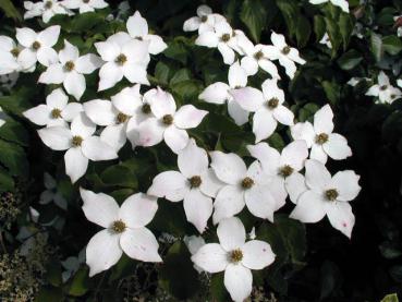 Cornus kousa var. chinensis - Chinesischer Blumenhartriegel