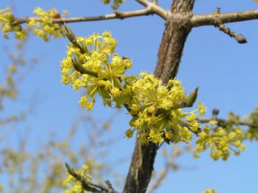 Cornus mas - Körsbärskornell