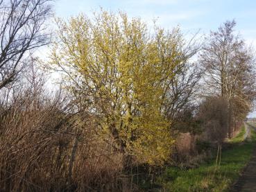 Erst Blütengrüße im Jahr - die Kornelkirsche (Cornus mas)