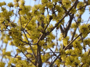 Die Kornelkirsche (Cornus mas): Gelbe Blütenpracht im März