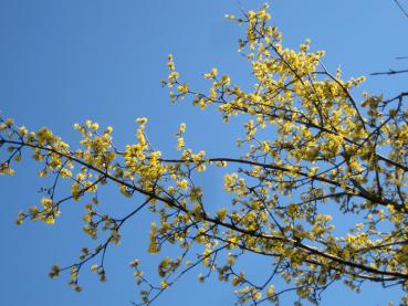 Die einheimische Kornelkirsche ist ein gutes Bienenährgehölz.