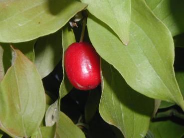 Kornelkirsche, Herlitze, Dürlitze - rote Frucht