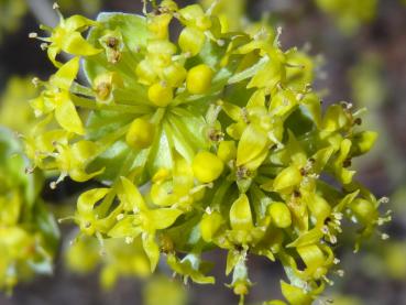 Gelbe Blüte der Cornus mas