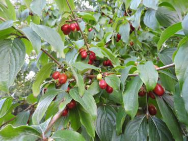 Cornus mas - gesunde Vitamin C-reiche Früchte