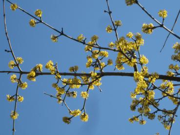 Ein beliebter Frühblüher - Cornus mas