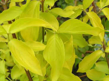 Cornus mas Aurea