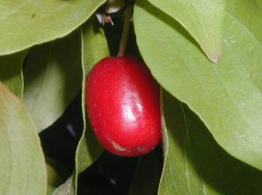 Cornus mas Jolico - Großfrüchtige Kornelkirsche Jolico