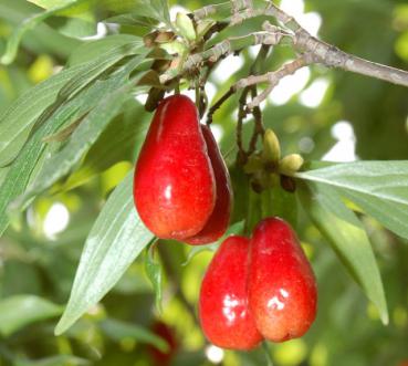 Kornelkirsche Cornus mas winterharte Pflanze 30-50cm essbare Früchte 