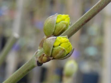 Cornus mas Pancharevo