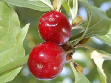 Cornus mas Shan - Großfrüchtige Kornelkirsche Shan