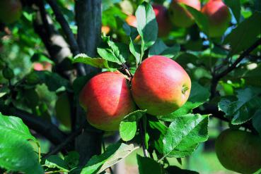 Apfel - Gerlinde