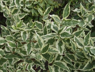 Cornus mas Variegata - Weißbunte Kornelkirsche