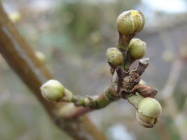 Leicht geöffnete Blütenknospen von Cornus mas Variegata, aufgenommen Februar 2013