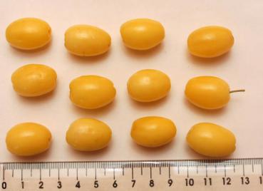 Cornus mas Yellow - Gelbfrüchtige Kornelkirsche