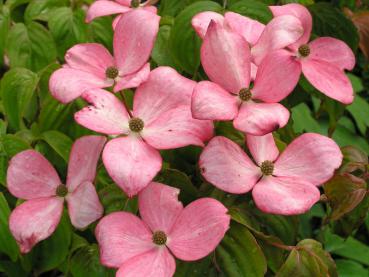 Roter Blumenhartriegel - Cornus florida Rubra