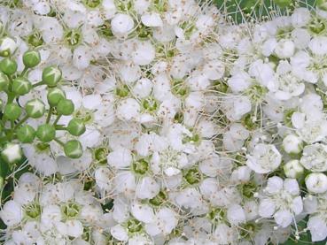 Weiße Blüte der Zwerg-Spiere White Gold