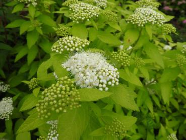 Gelblaubige Zwergspiere White Gold.