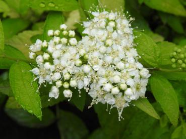 Spiraea japonica White Gold - weiße Blüten in hellgrünem Laub