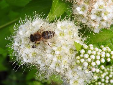 Spiraea japonica White Gold - auch bei Bienen beliebt