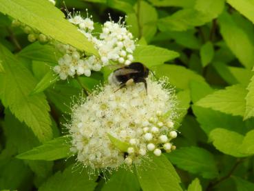 Hummeln lieben die Blüten der Zwergspiere White Gold.