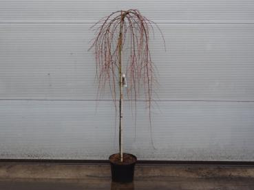 Larix kaempferi Stiff Weeper - Trauer-Lärche Stiff Weeper