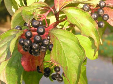 Roter Hartriegel - schwarze Beeren im Herbst