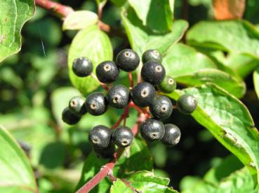 Roter Hartriegel mit reifen Beeren