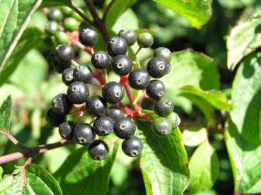 Die Beeren des Roten Hartriegels sind bei Vögeln beliebt.