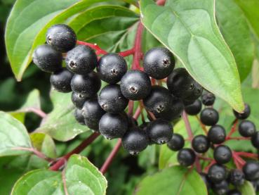 Ausschnitt der Fruchtdolde des Cornus sanguinea