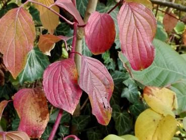 Im Herbst verfärben sich die Blätter des Roten Hartriegels leuchtend rot.