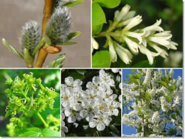 Bienennährgehölze, getopft, naturnah - 5 verschiedene Sträucher zur naturnahen Gestaltung, getopft