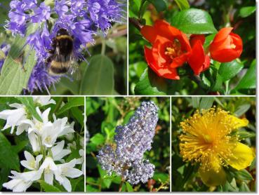 Bienennährgehölze, getopft, Blütengarten - 5 verschiedene Sträucher für den Garten, getopft