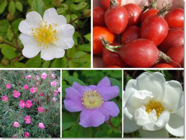 Wildrosen, getopft - 5 besondere Wildrosen mit Blüten- und Fruchtschmuck