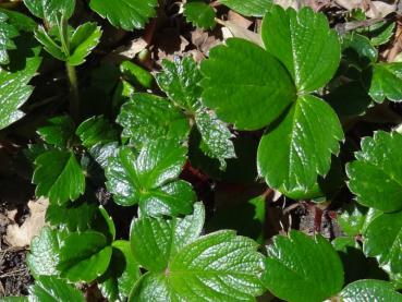 .Fragaria chiloense Chaval - Chilenische Ziererdbeere