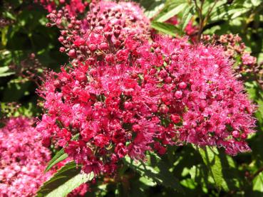 Dvärgpraktspirea Neon Flash - Spiraea japonica Neon Flash