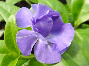 Immergrün Double Bowles - Vinca minor Double Bowles