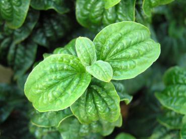 Cornus sanguineum Compressa