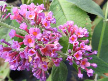 Buddleja Flower Power - Sommerflieder Flower Power