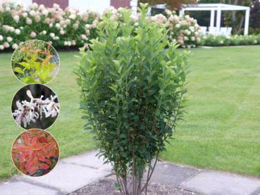 Felsenbirne Rainbow Pillar - Amelanchier Rainbow Pillar