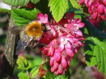 Ribes sanguineum Pulborough Scarlet - Blut-Johannisbeere Pulborough Scarlet