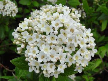 Hybridolvon Anne Russell - Viburnum burkwoodii Anne Russell