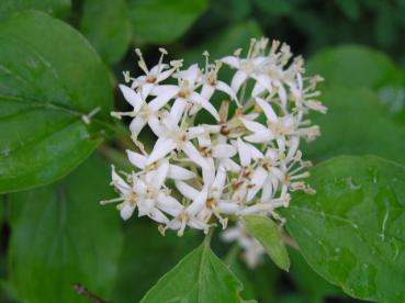 Cornus sanguineum Winter Beauty