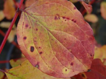 Cornus sanguinea Winter Beauty: Blatt mit Herbstfärbung