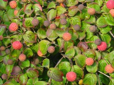 Cornus florida - Blumenhartriegel, Amerikanischer