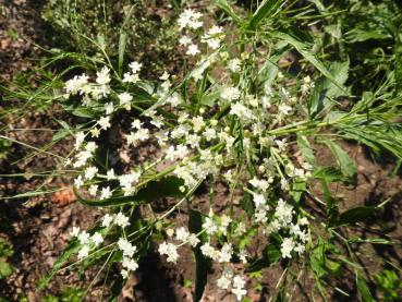 Weiße Blüte und geschlitztes Blatt des Fadenblättrigen Holunders