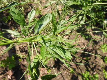 Tief geschlitzte Blätter des Sambucus nigra Linearis