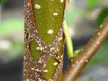 Kamtschatka-Birke Blush - Betula ermanii Blush